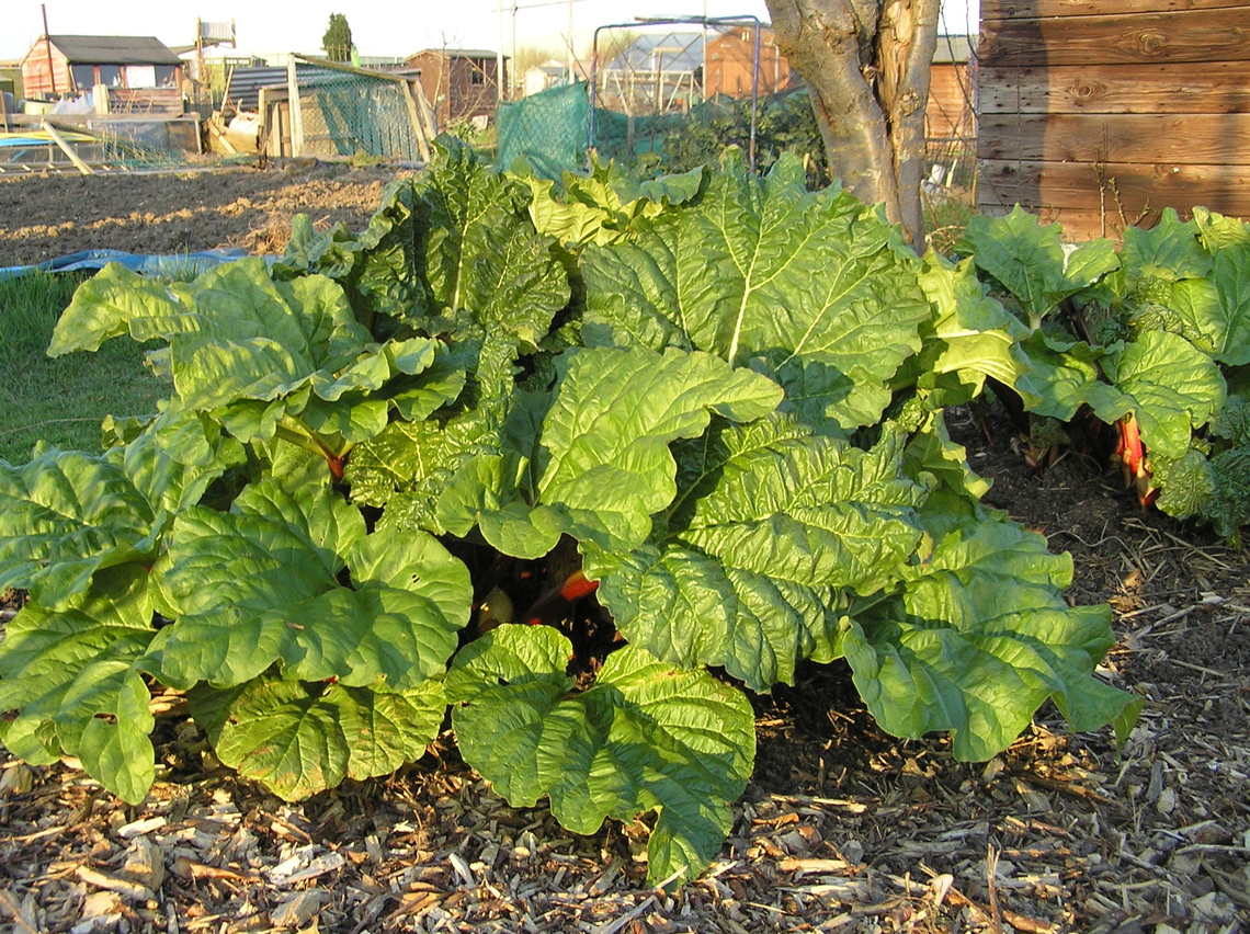 Rhubarb