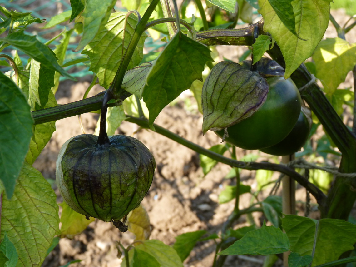 Tomatillo