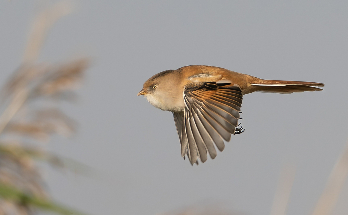 Bearded Tit