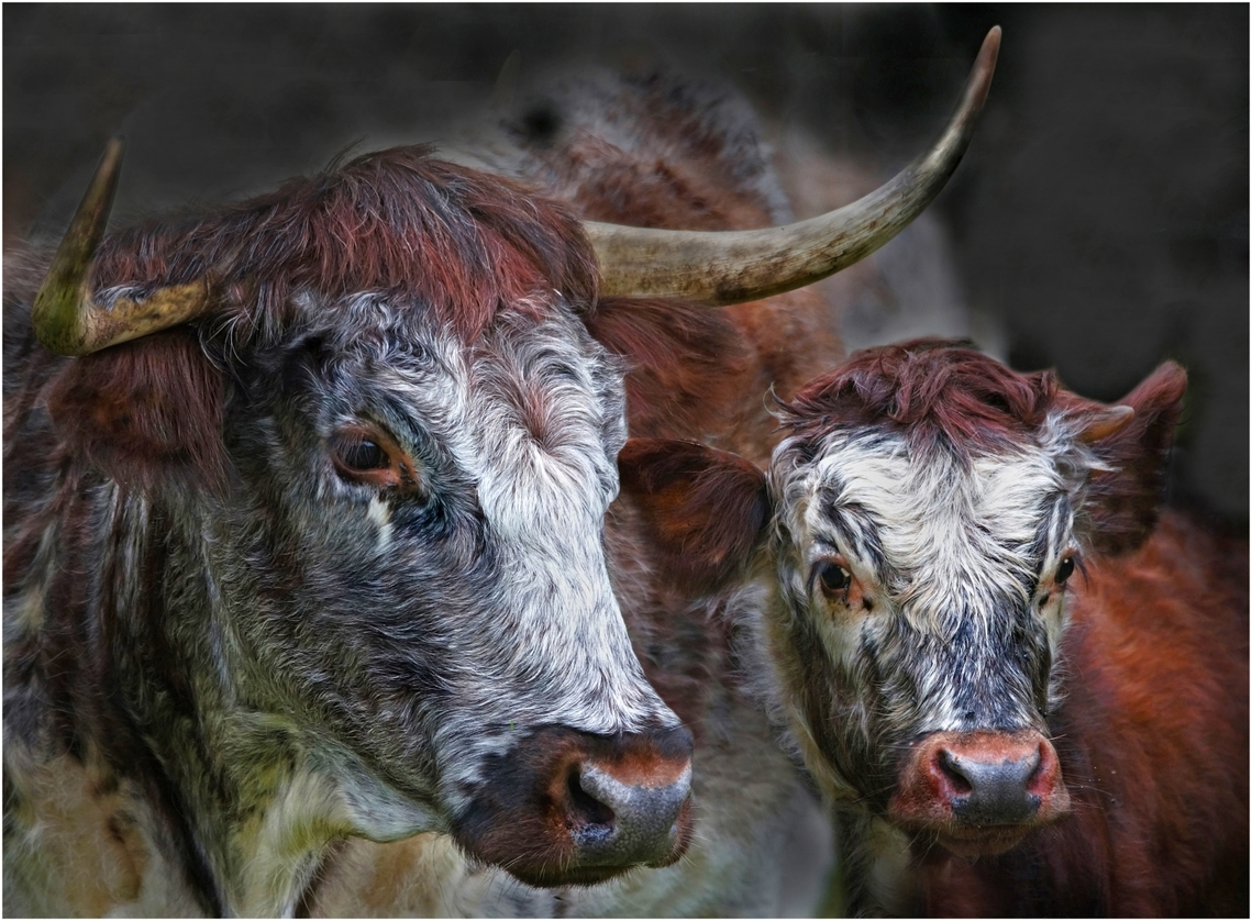 Longhorns