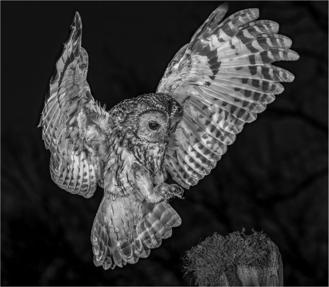 Tawny owl