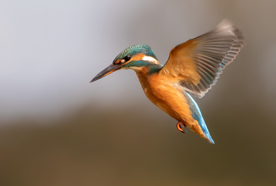 Kingfisher Hover