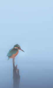 Kingfisher in the mist