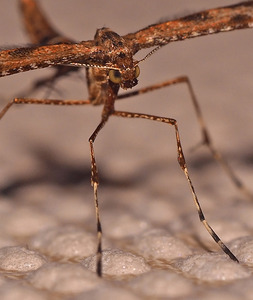 32 Plume moth detail