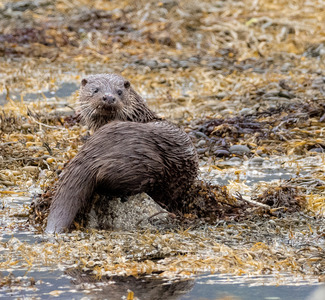 5 Otter, Mull