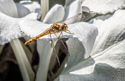 7 Dragonfly on Angels Wings