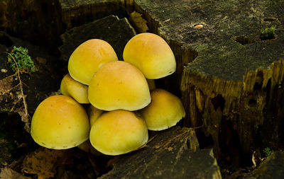 32 Autumn Fungi