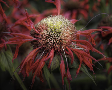 1 Monarda Seed Head Forming