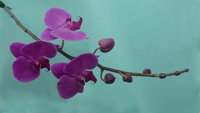 15 Phalaenopsis