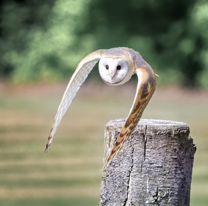 20 The silent Barn Owl swoops to conquer