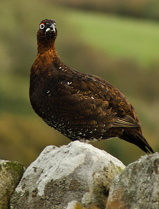 23 Red grouse calling on dry stone wall