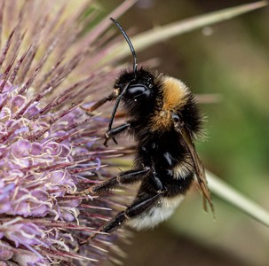 5 White tailed Bumble Bee