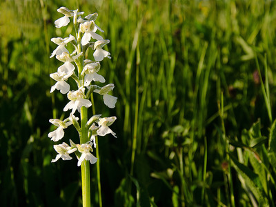 Green winged Orchid - White form