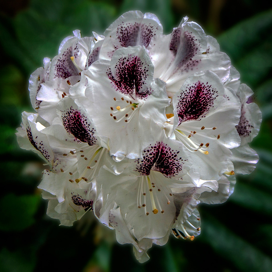 Rhododendron