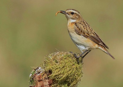 Whinchat with Grub by Mary Fish 2019 - 2020