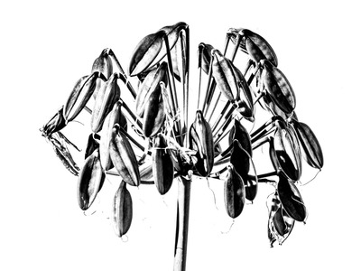 Agapanthus Seed Head