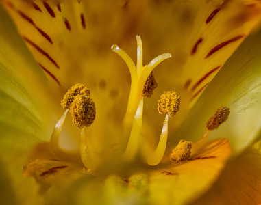 7 Altroemeria Pollen Laden Anthers