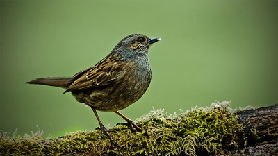 8 Dunnock