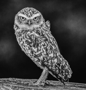 Llittle owl