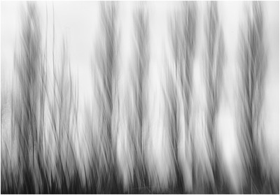 11. Whispering Poplars