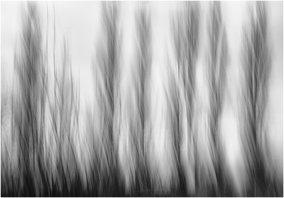 Whispering Poplars