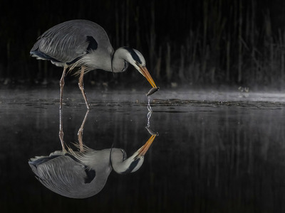 10 Heron, night fishing-