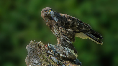 2 Buzzard with Wood Pigeon