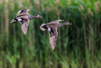 24 Gadwell in Flight