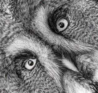 42 Great Grey Owl