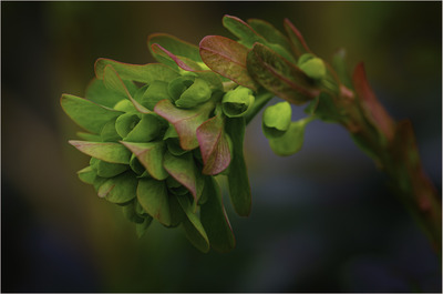 Euphorbia