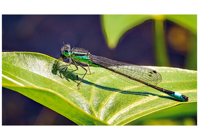 Blue Tailed Damsel Fly with Prey_18