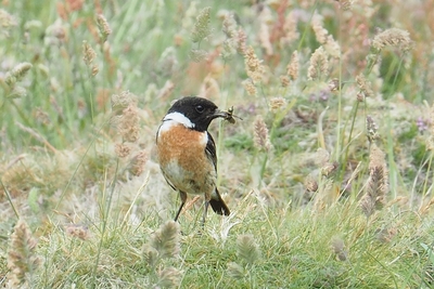 Stonechat with prey_14