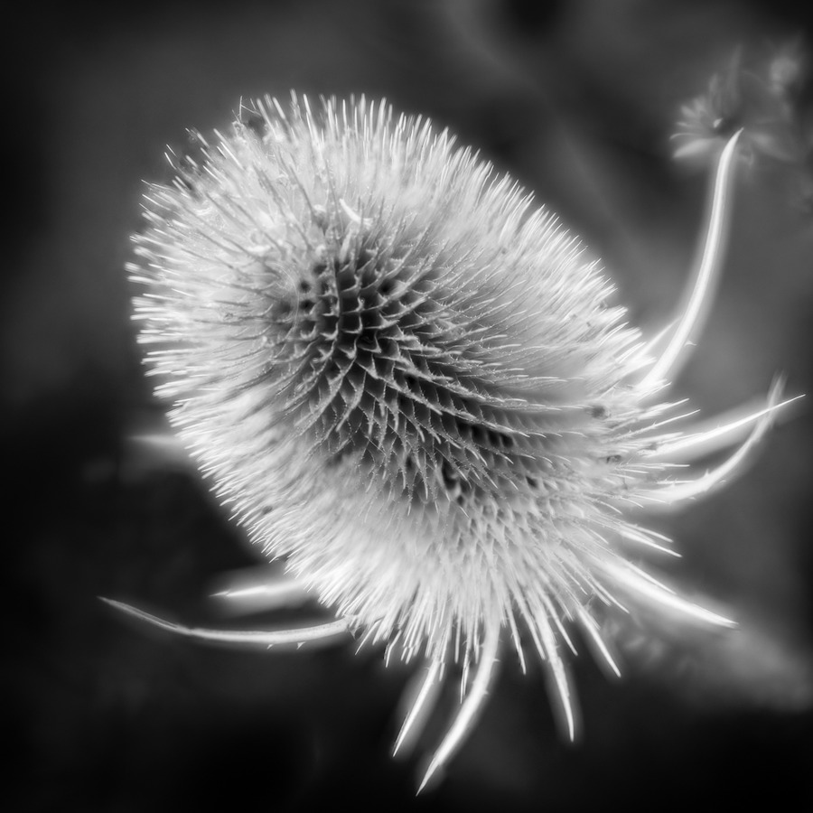 Teasel_16