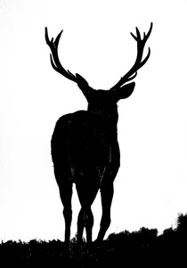 Bradgate Stag