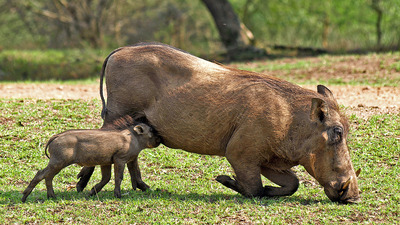 Warthog suckling young, Uganda