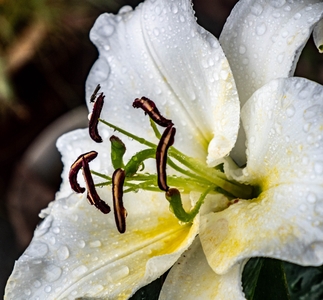 Raindrops on Lily