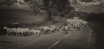 Driving home for tea