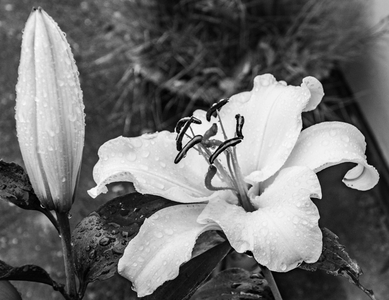 Big News Lily, bud and flower
