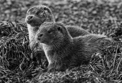 Mother Otter with cub