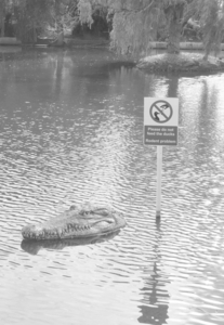 Looks more like a reptile problem