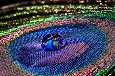 08_Water drop on Peacock Feather