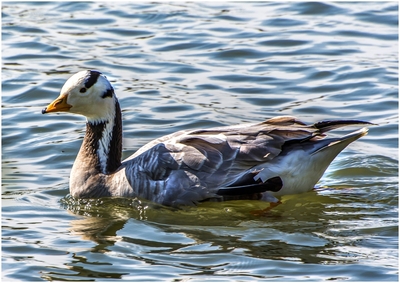 High Flyer, Bar Headed Goose