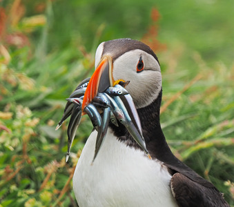 Puffin with Sandeels