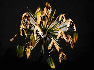 Agapanthus Seedhead