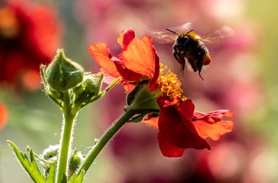 The Poppy and the Bee