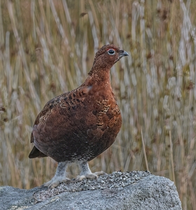 Grouse on the rocks