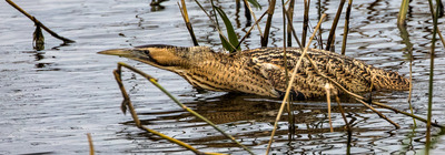 Bittern