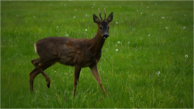 Rowe Deer, George Fiddler