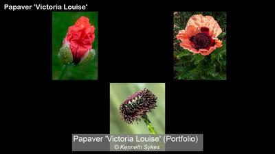 Papaver 'Victoria Louise' (Portfolio)_Kenneth Sykes