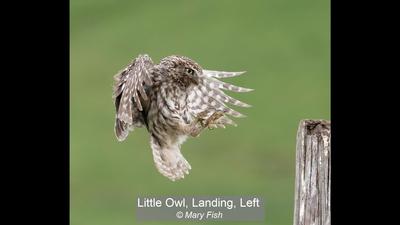 Little Owl, Landing, Left_Mary Fish